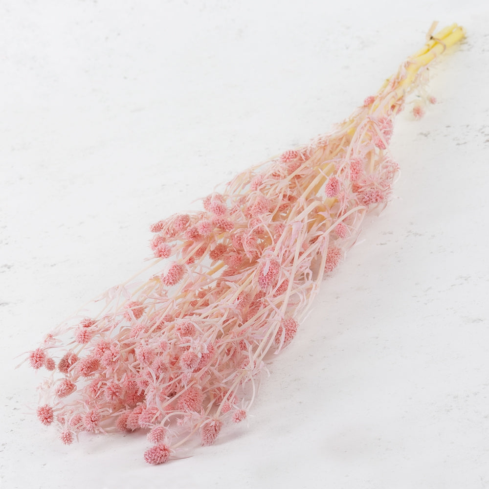 Eryngium, Bleached, Light Pink, 5 Stems