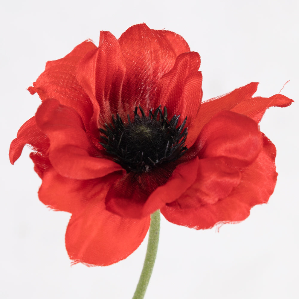 Anemone Nora, Red, 10cm x 53cm