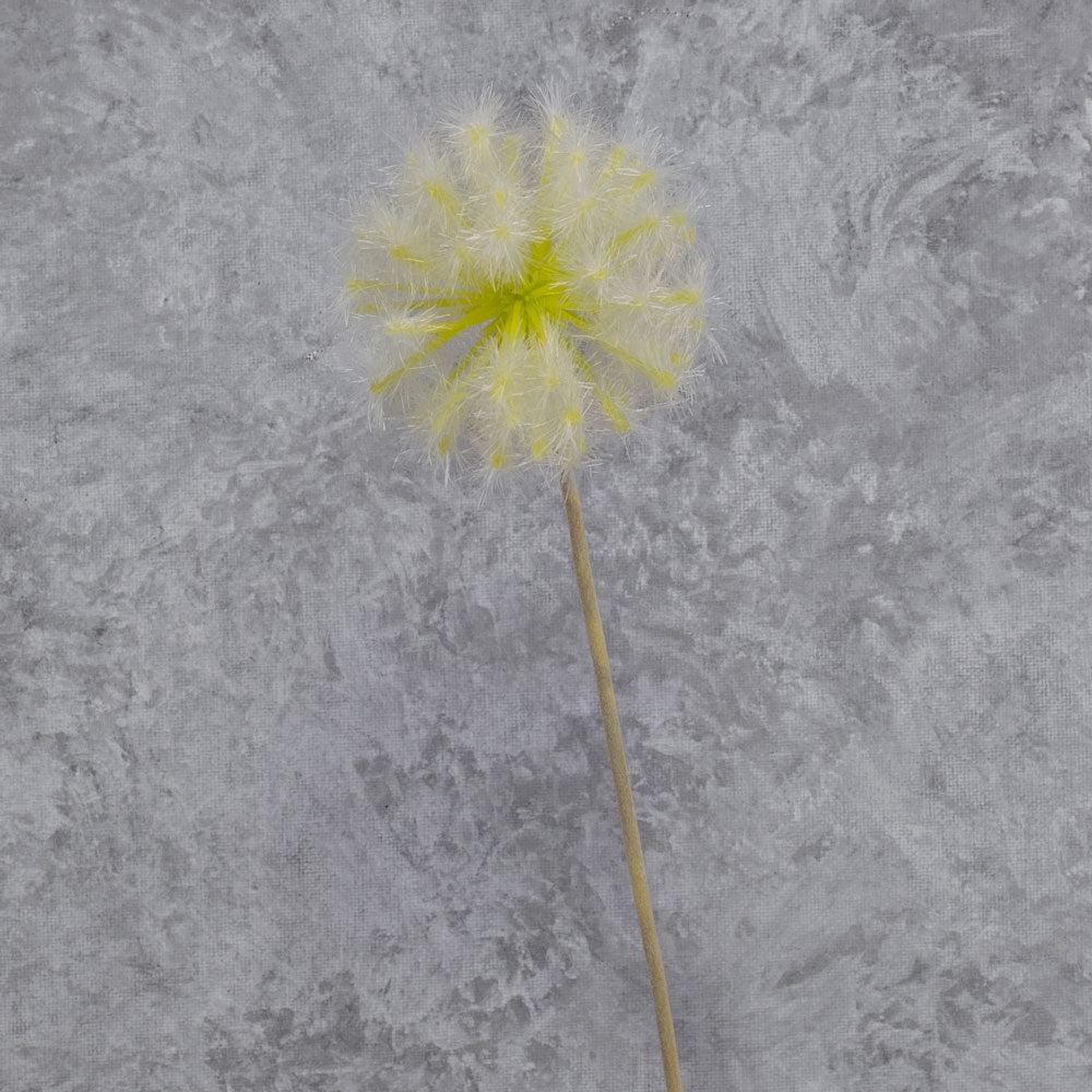 Dandelion Clock, Cream, 50cm