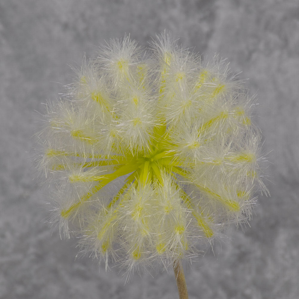 Dandelion Clock, Cream, 50cm