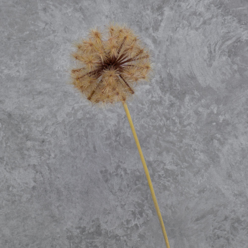 Dandelion Clock, Brown, 50cm