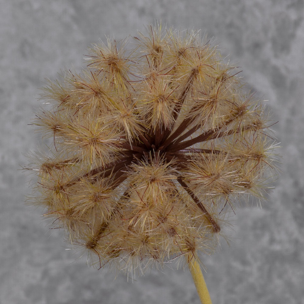 Dandelion Clock, Brown, 50cm