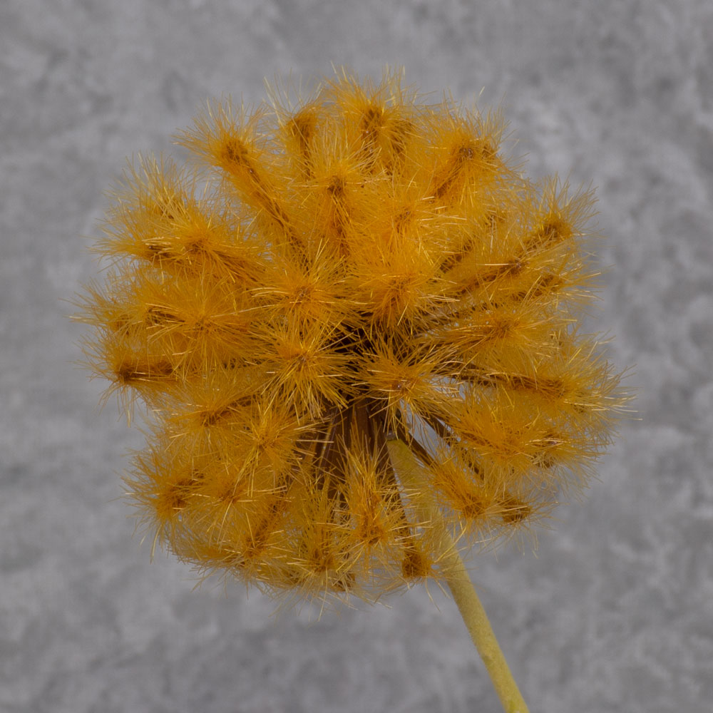 Dandelion Clock, Orange, 50cm