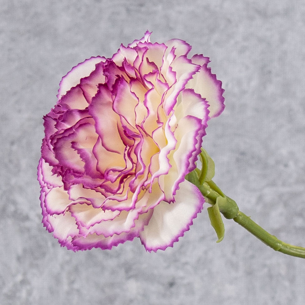Carnation, Cream/Purple Edge, 60cm
