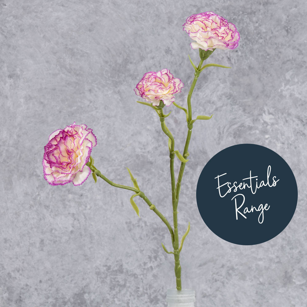 Carnation, Cream/Purple Edge, 60cm