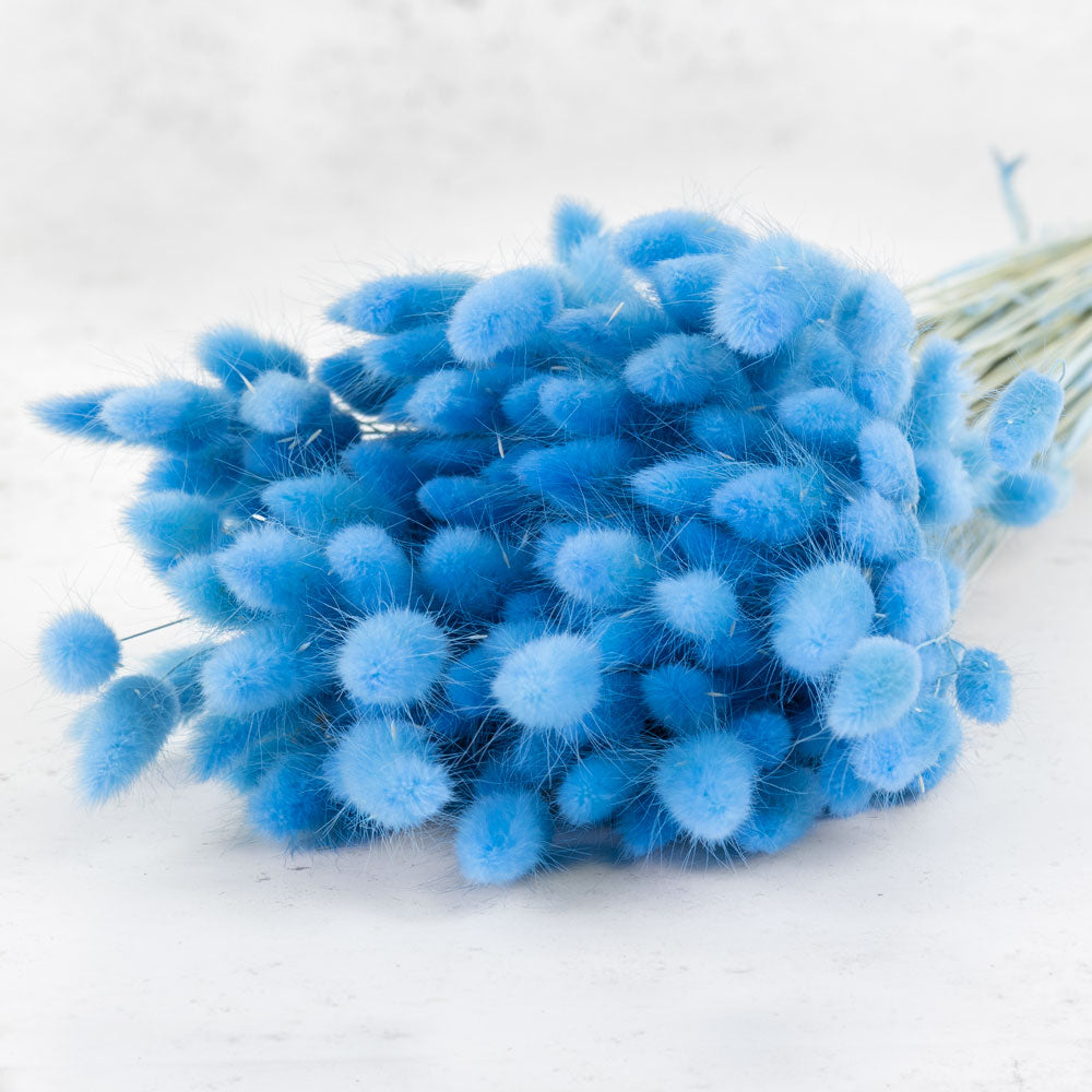 Lagurus ovatus, (Bunny Tails), Pastel Blue, 65cm