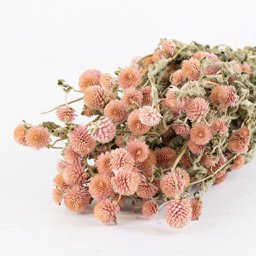 Globe Amaranth, Gomphrena, Dry Flowers, Dried, Red, Fuchsia Pink, Rose  Pink, Dry Flowers, Floral, Wedding, Wildflowers Floral Arrangements 
