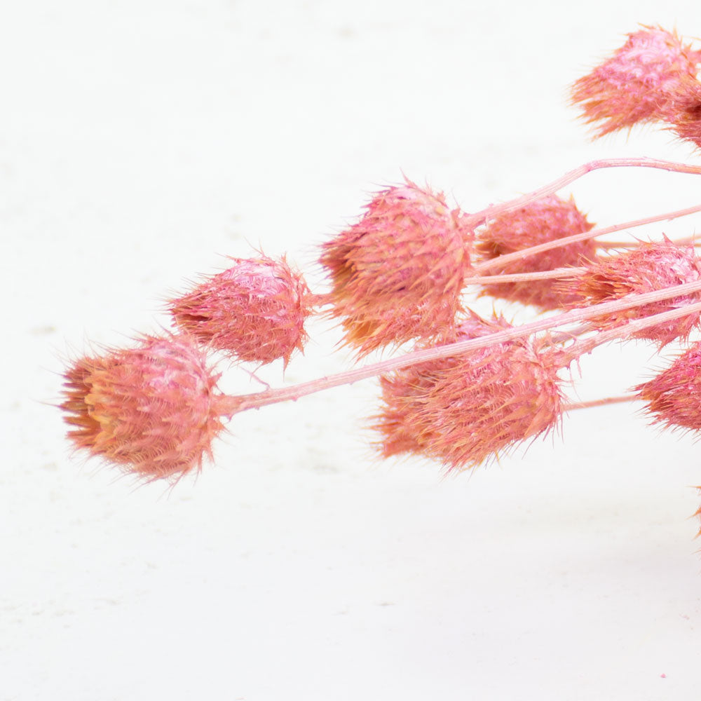 Strawberry Thistle, Antique Pink, 100g Bunch