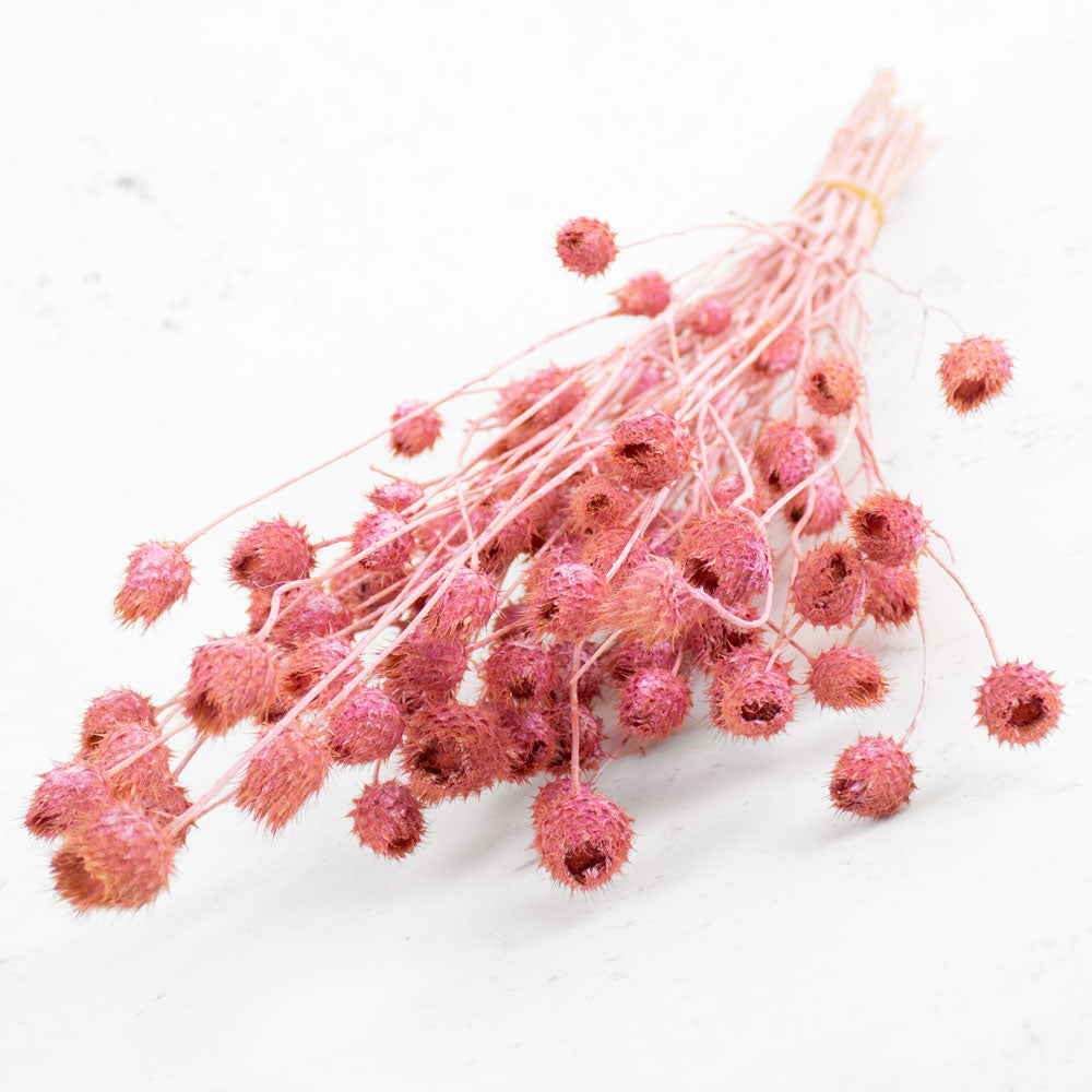 Strawberry Thistle, Antique Pink, 100g Bunch