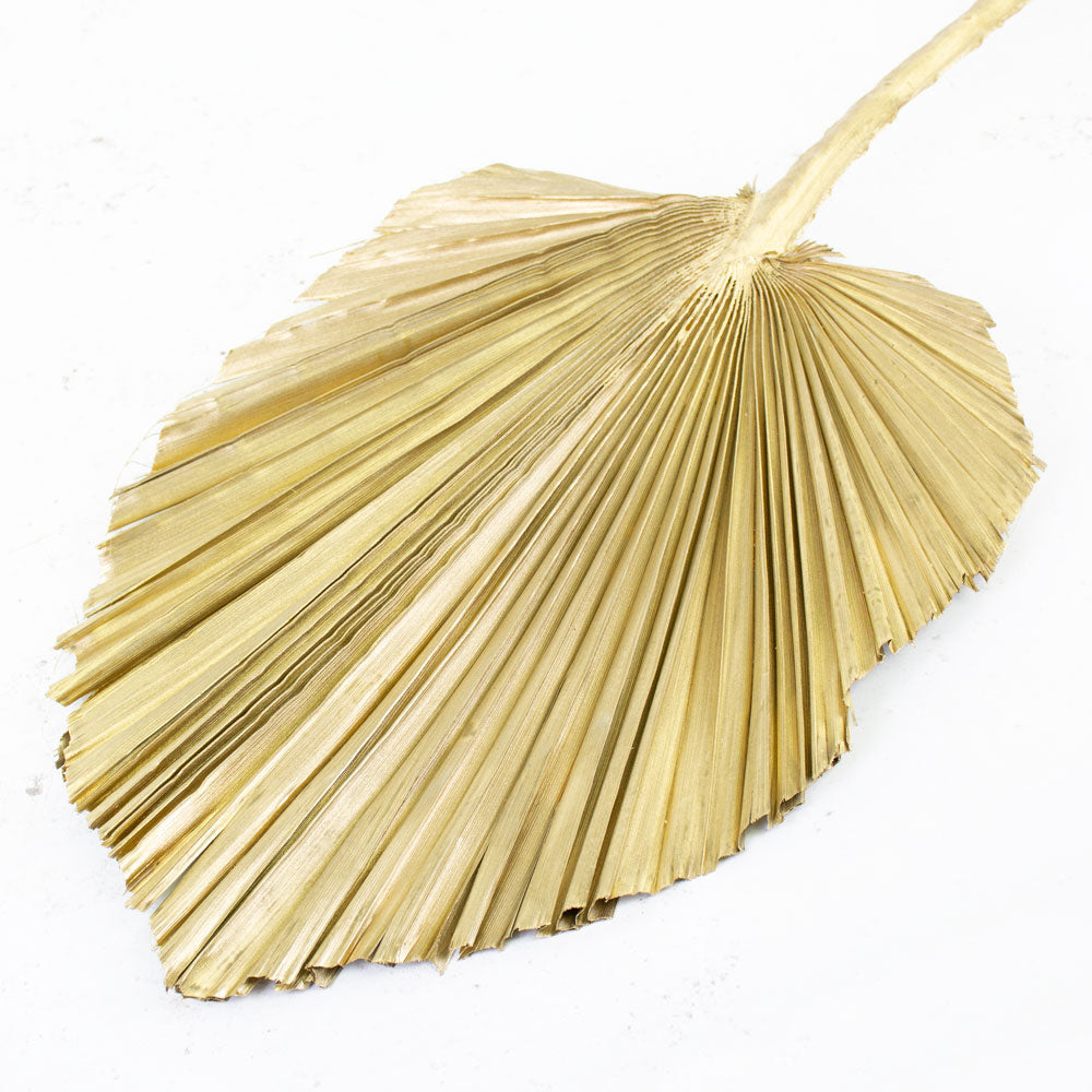 King Spear, Gold, Per Stem