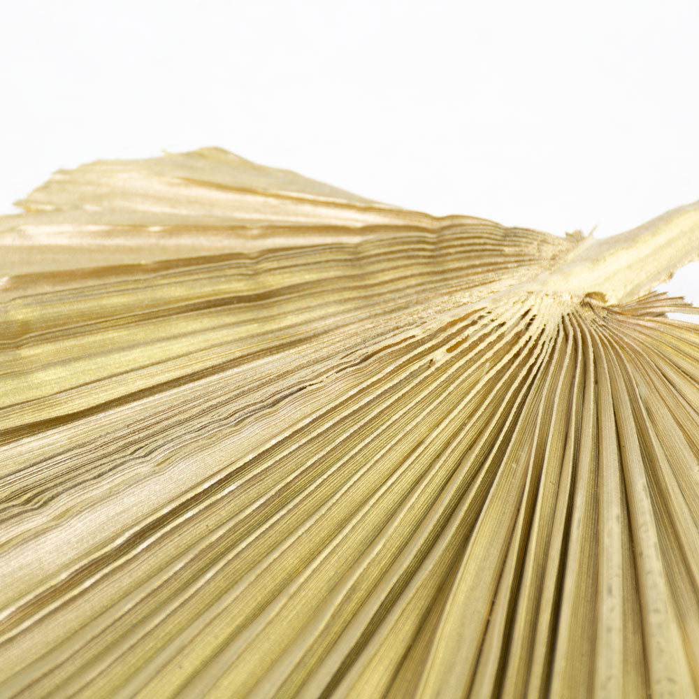 King Spear, Gold, Per Stem