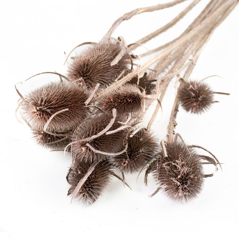Chardon Thistle, Champagne Gold