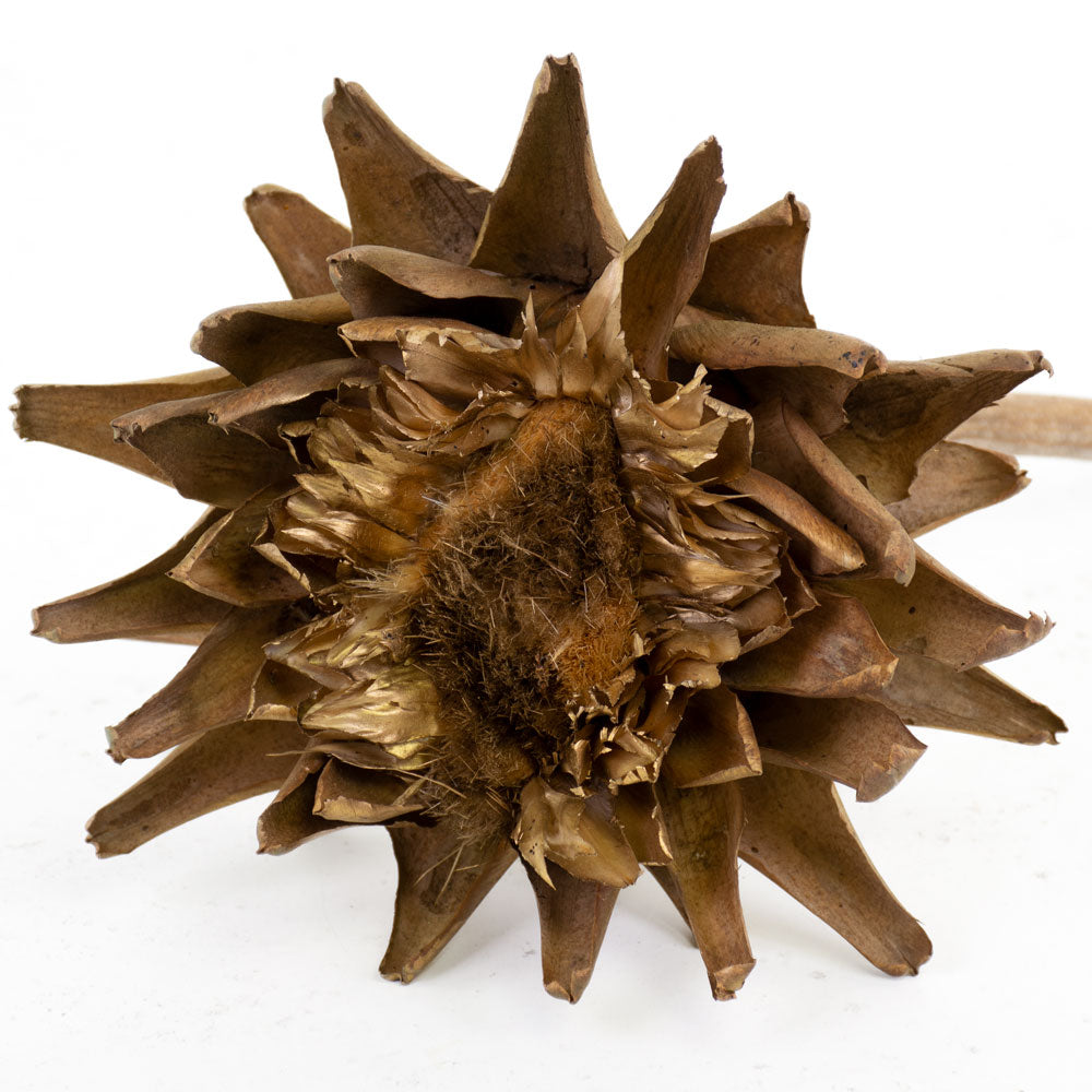 Cynara, Gold, 12-20cm, Per Stem