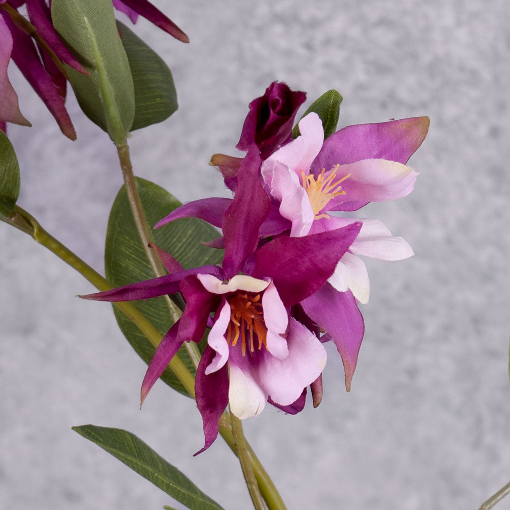 A group of three aquilegia sprays, with flowers in a warm purple hue, and pinkish centre, shown in a glass blue vase