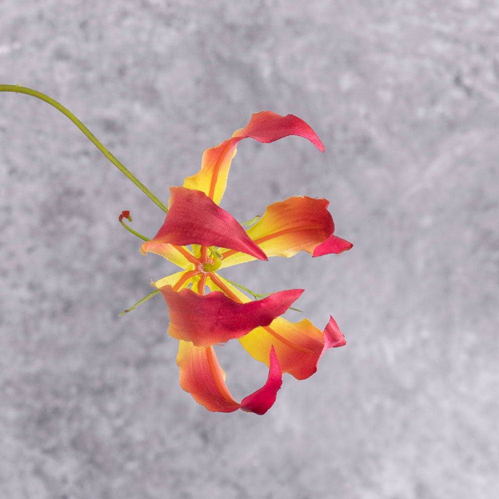 A close up of a faux pink and yellow coloured Gloriosa flower