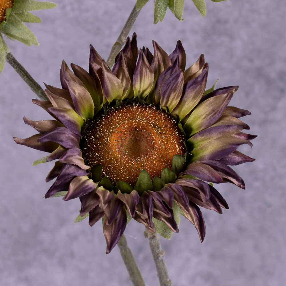 A close up of a single, faux, sunflower head in a muted purple colour, with tinges of green