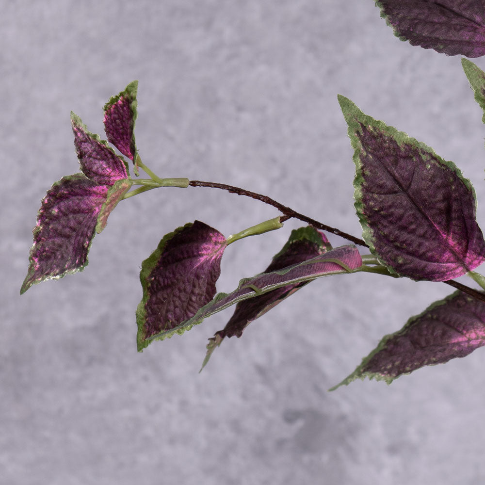 Three Coleus leaf sprays with green and brown variegated leaves sprouting from three branchlets each, shown in a blue glass vase