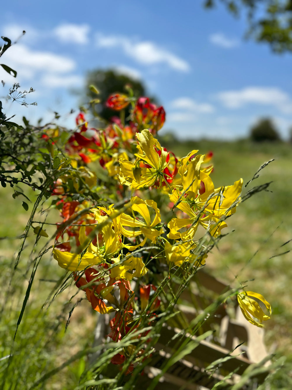 A group of faux lily gloriosa sprays in yellow, pink and orange, set against a meadow scene and bright blue sky.
