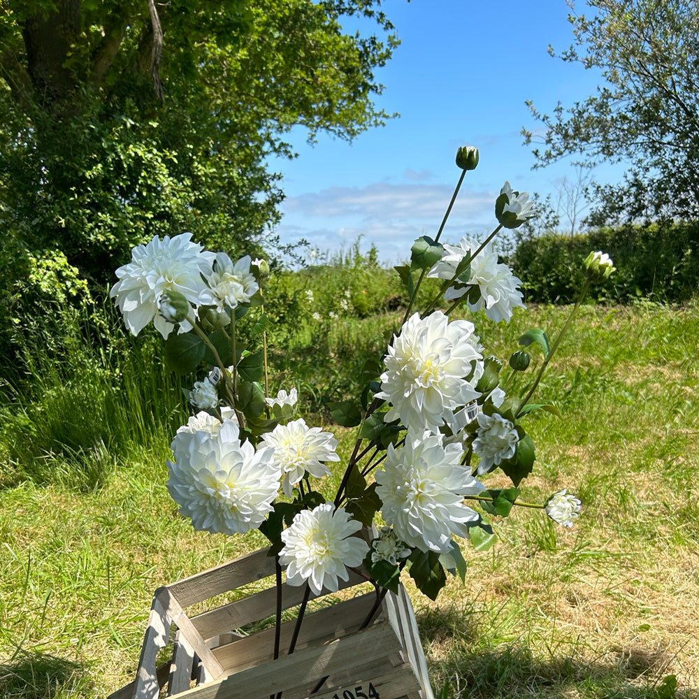 A group of white dahlia sprays displayed in a wooden crate against the background of a meadow and bright blue sky