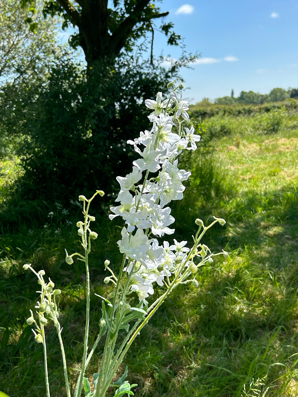 creamy white delphinium stems against the background of a meadow and bright blue sky