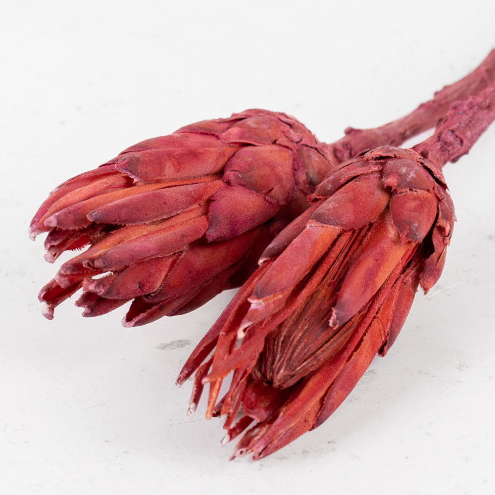 Protea Repens, Natural Red, Bunch x 2