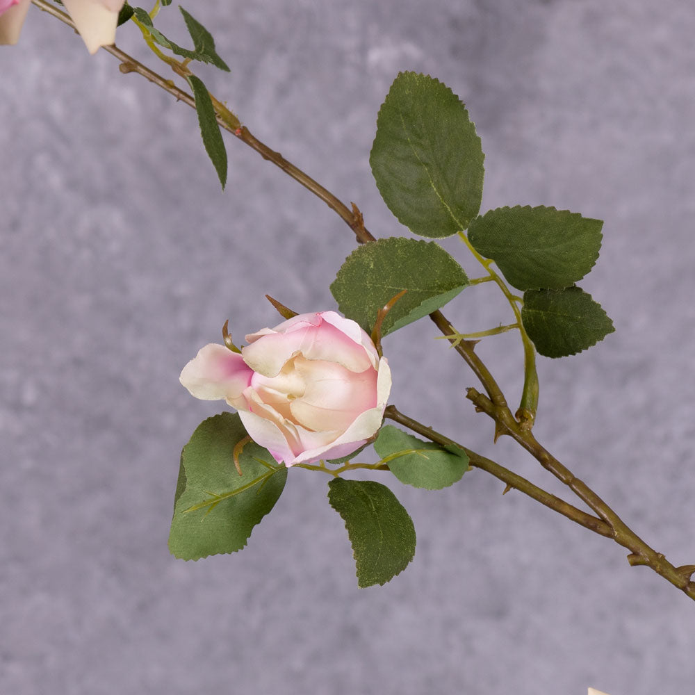 A close up of a single, partially closed pink rose