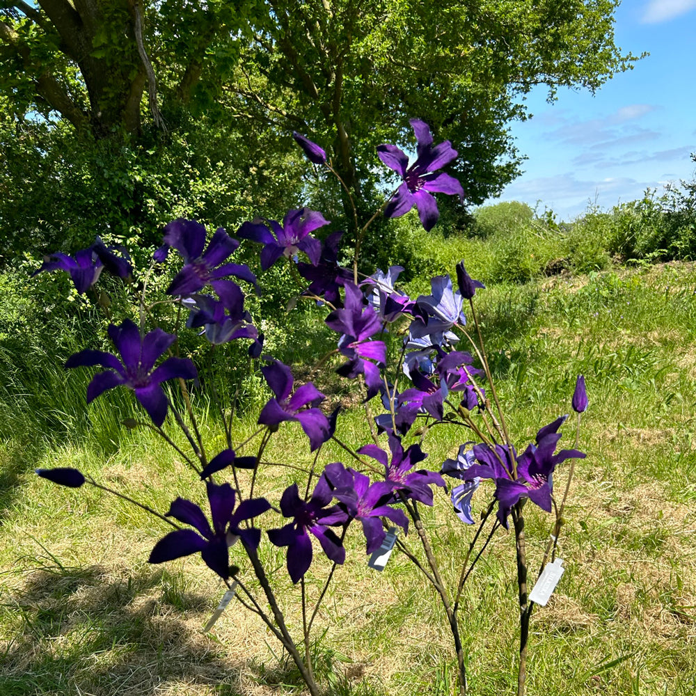 A group of faux clematis sprays, in a rich, dark purple, photographed outside in bright sunshine against the background of a meadow, trees, and a bright blue sky