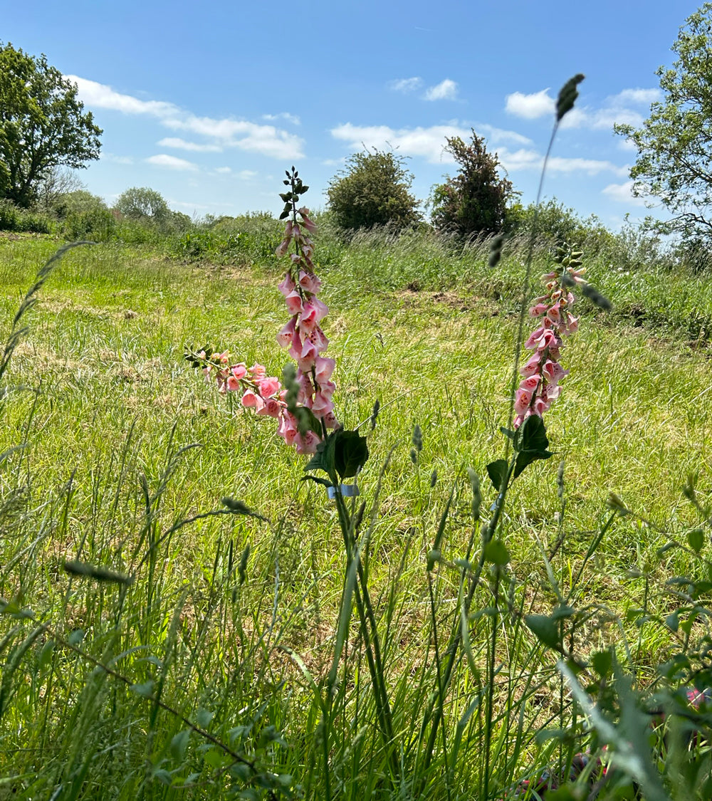 Light pink faux fox glove stems shown in long luscious meadow grass, against a blue sky