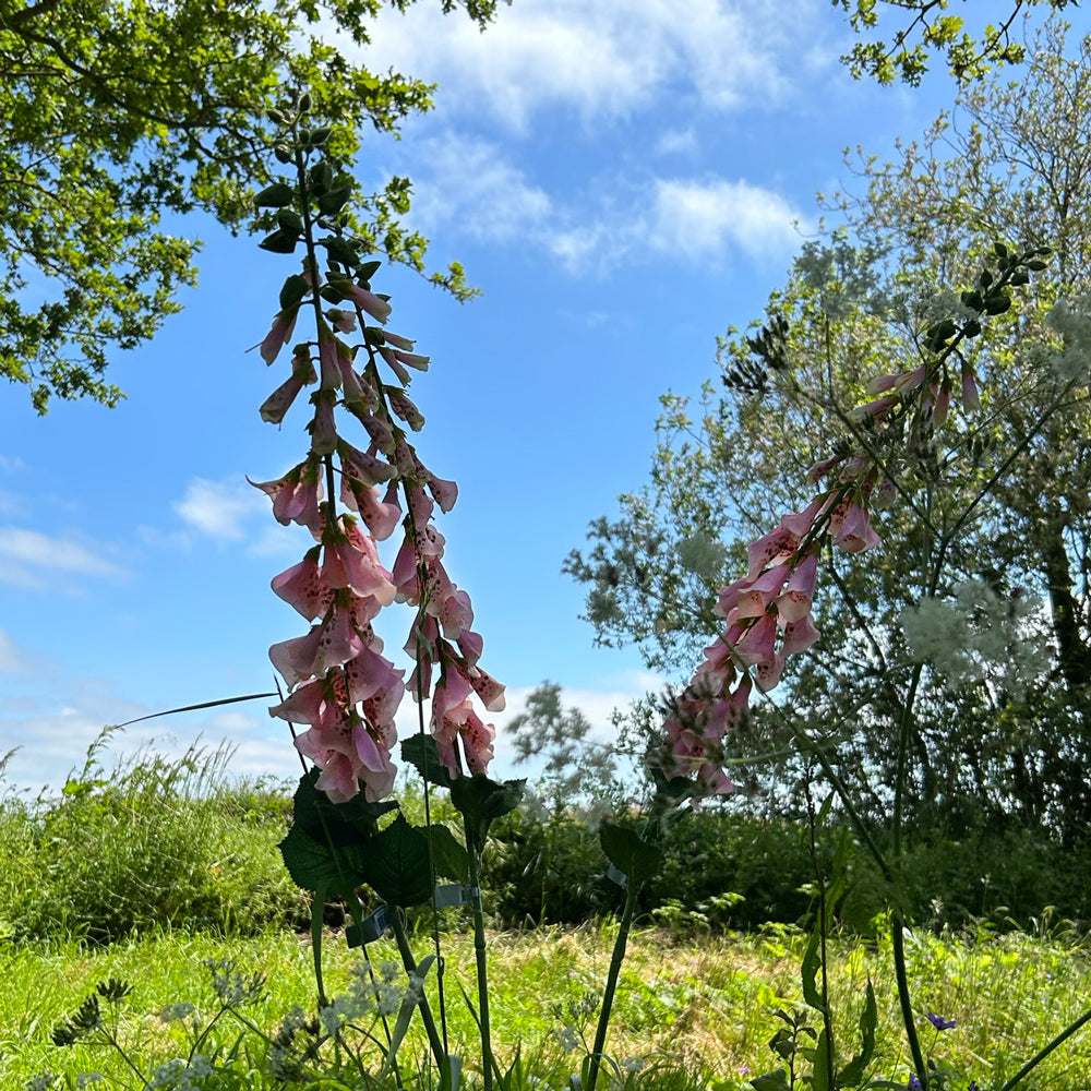 Light pink faux fox glove stems shown in long luscious meadow grass, against a blue sky