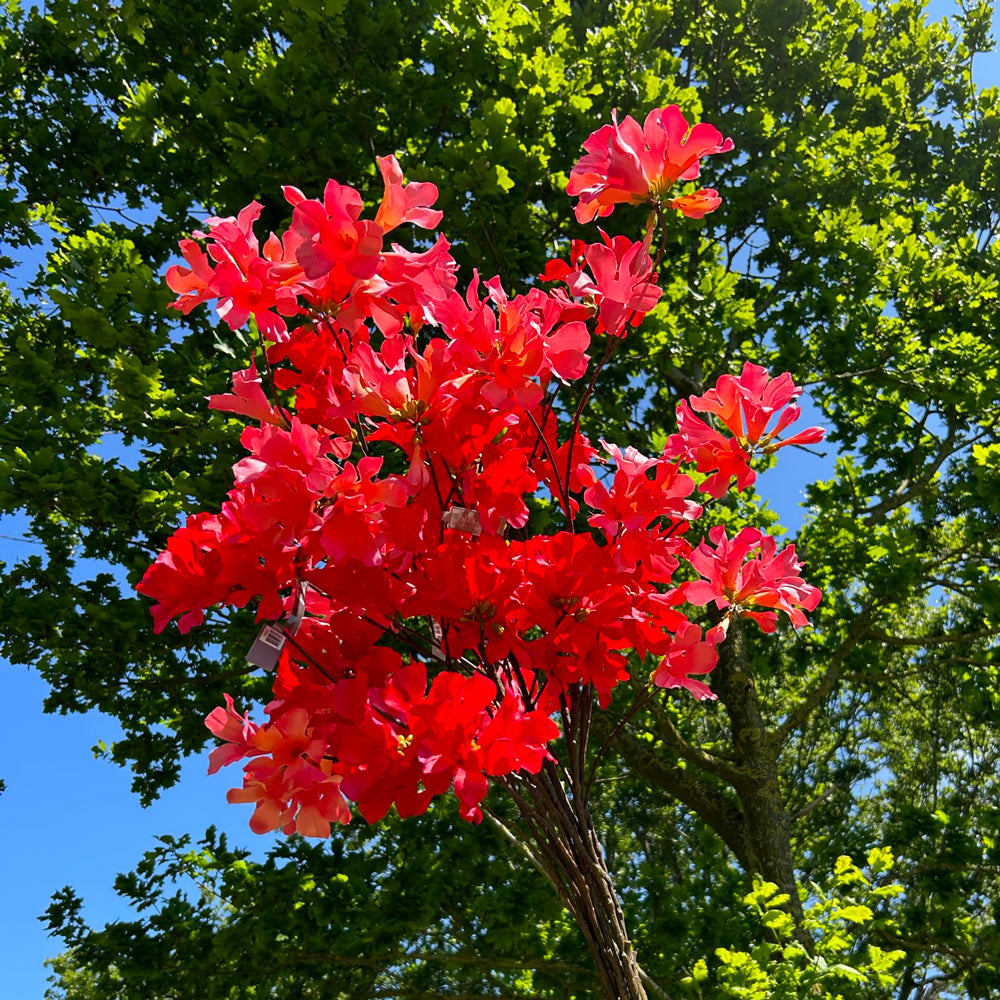 A group of red and pink mandevilla sprays set against a meadow and bright blue sky.