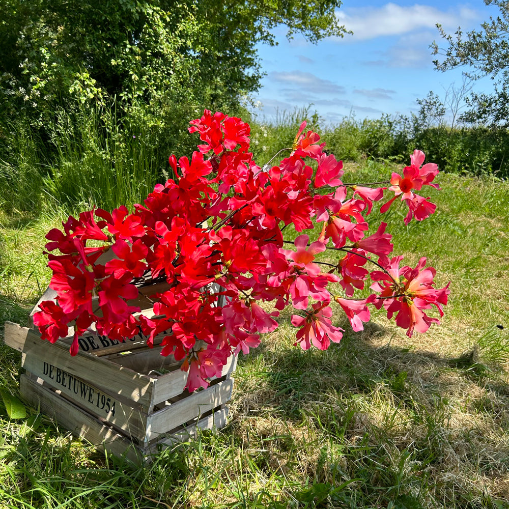 A group of red and pink mandevilla sprays set against a meadow and bright blue sky.