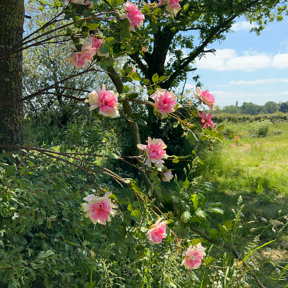 A group of faux rose spray stems with pink blooms, set within a sunny meadow against a bright blue sky.