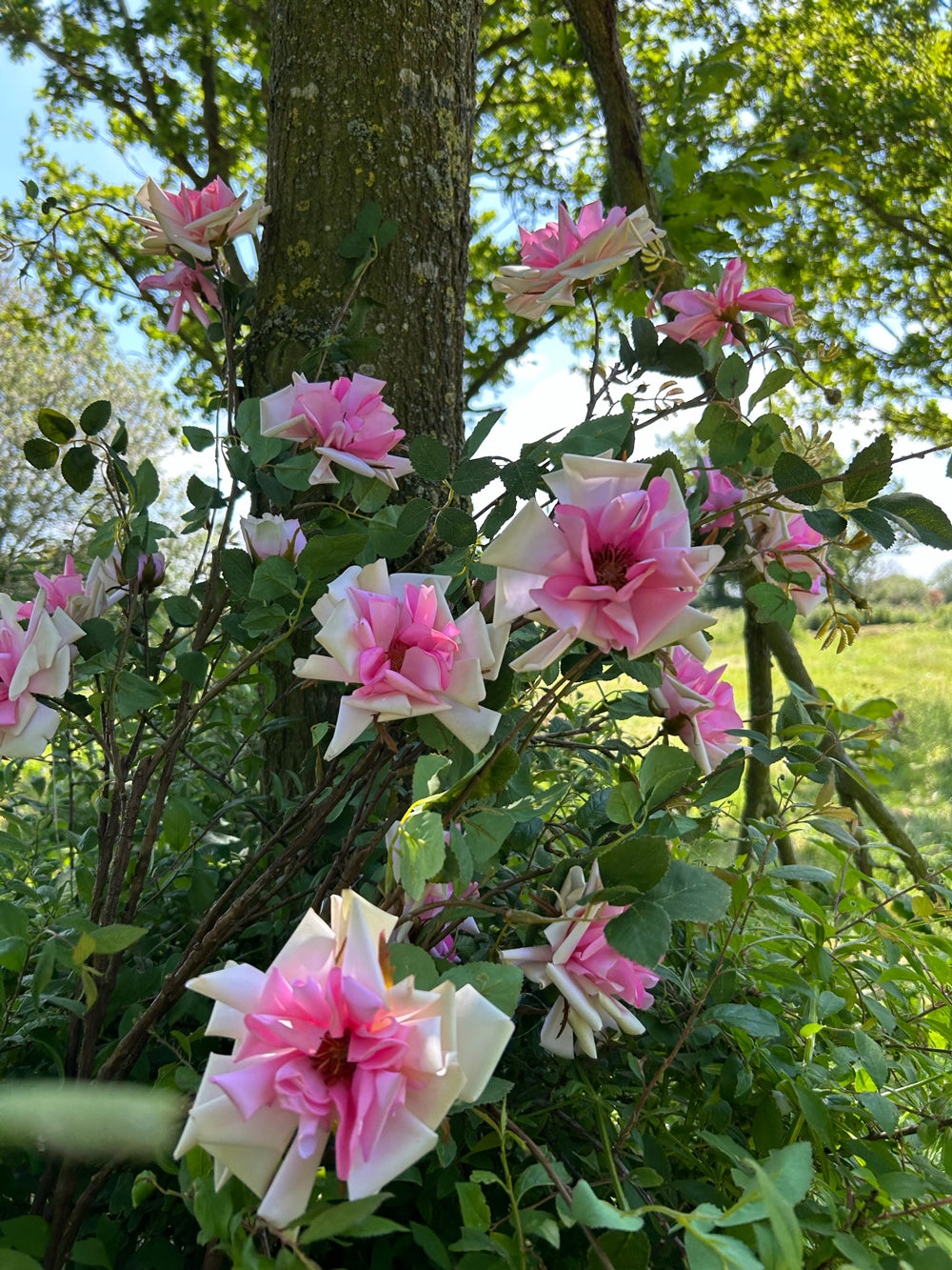 A group of faux rose spray stems with pink blooms, set within a sunny meadow against a bright blue sky.