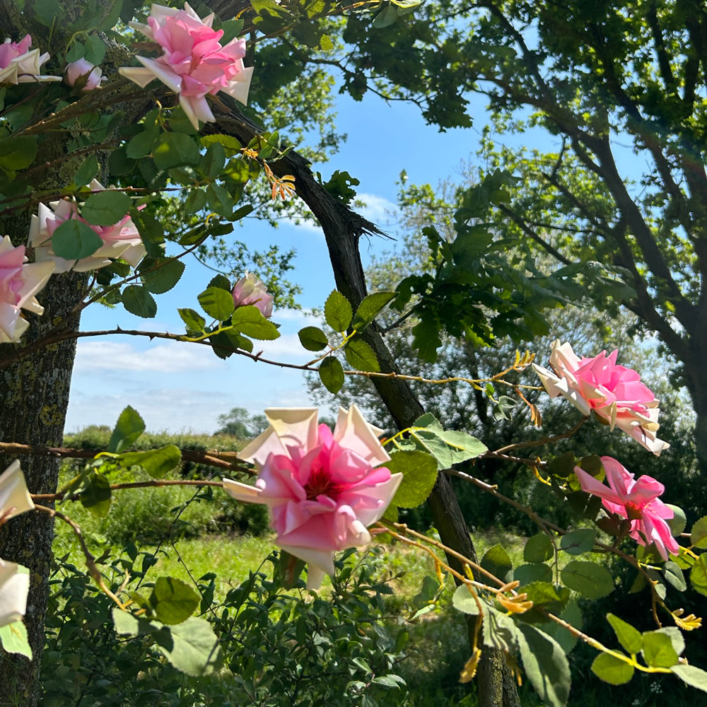 A group of faux rose spray stems with pink blooms, set within a sunny meadow against a bright blue sky.