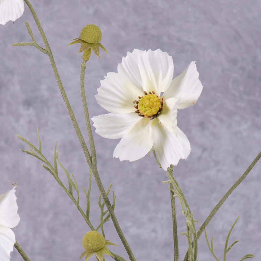 A close up of a white flowered cosmos flower spray
