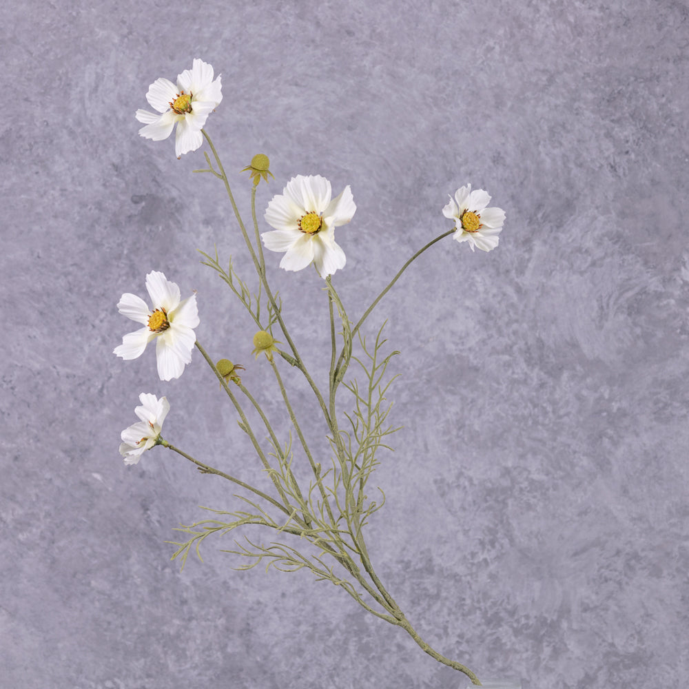 A close up of a white flowered cosmos flower spray