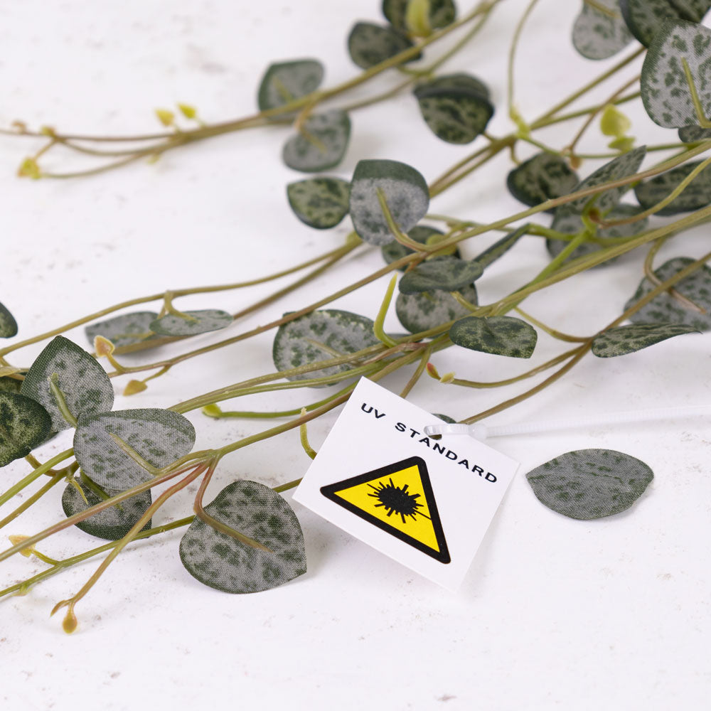 Ceropegia, (String of Hearts), 70cm, UV