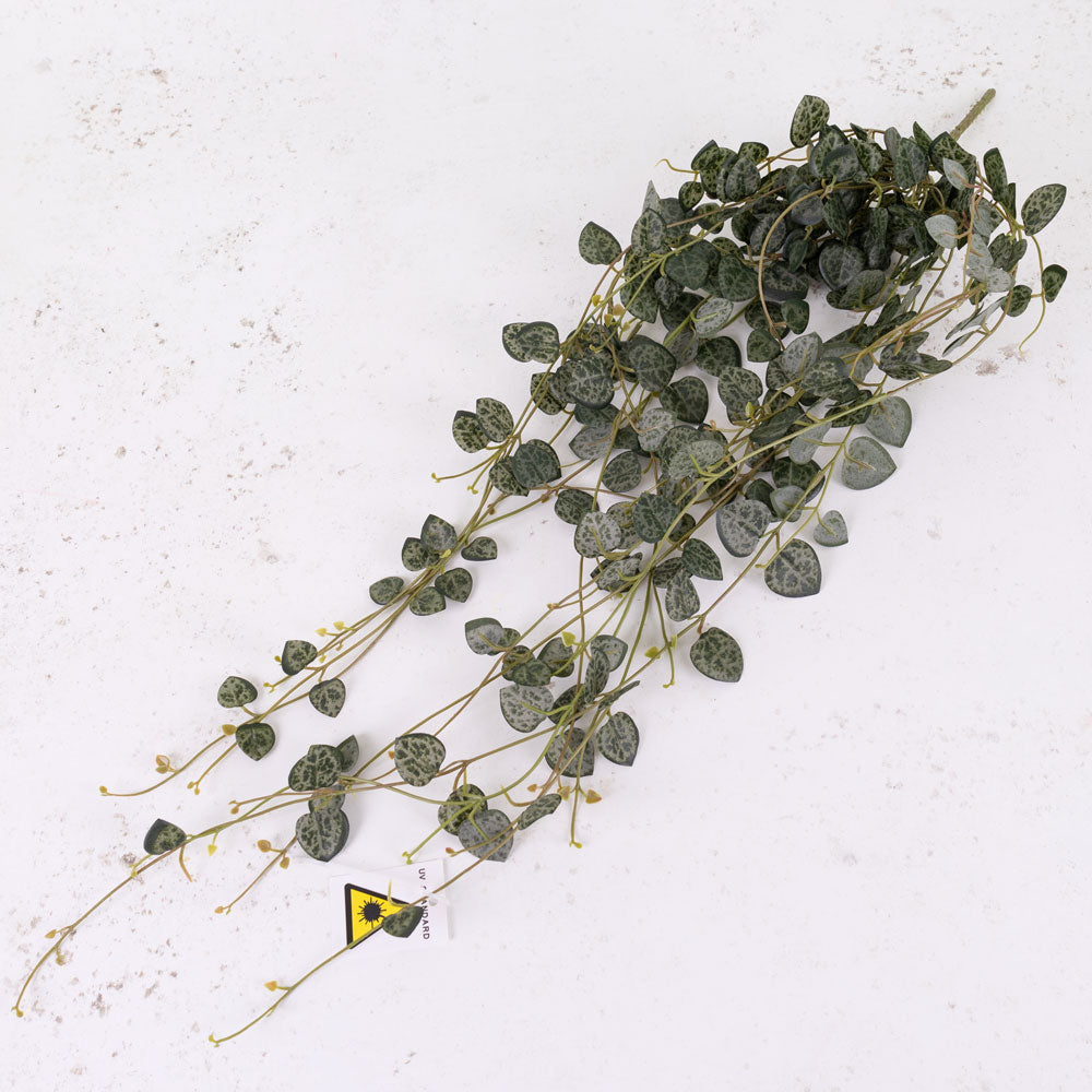Ceropegia, (String of Hearts), 70cm, UV