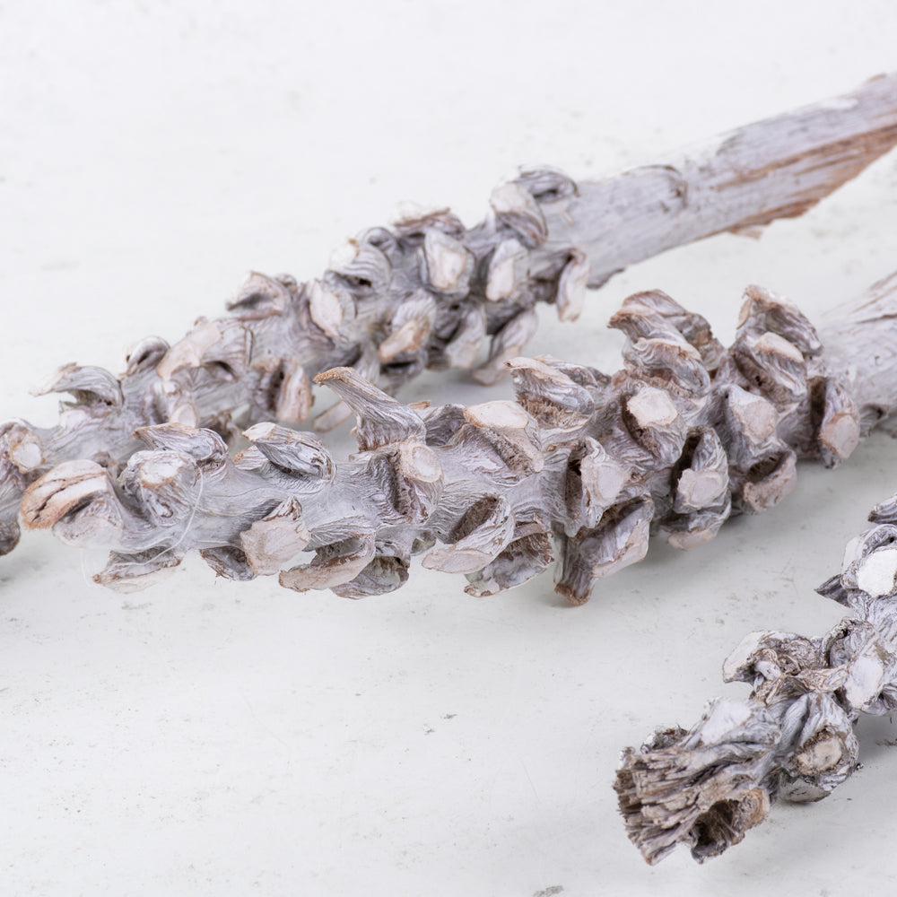 Cocoa Stem, Whitewashed, Bag x 3