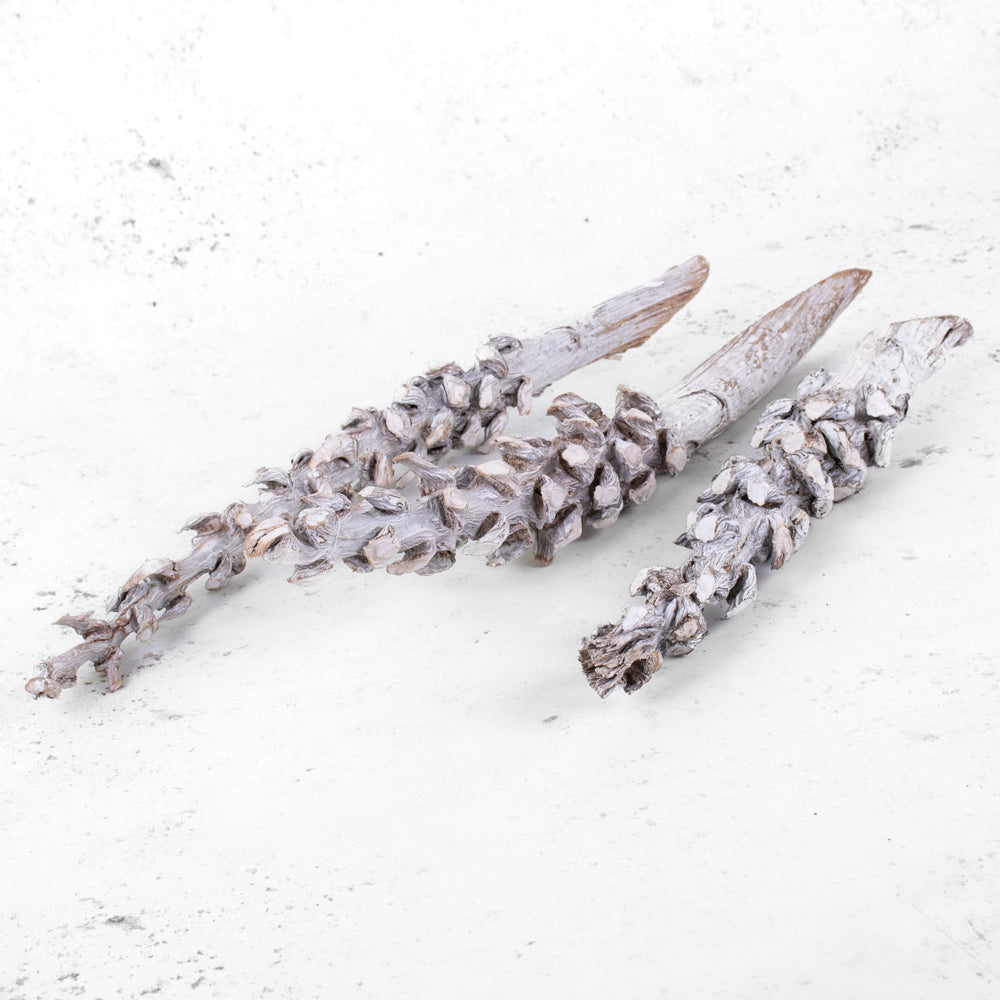 Cocoa Stem, Whitewashed, Bag x 3