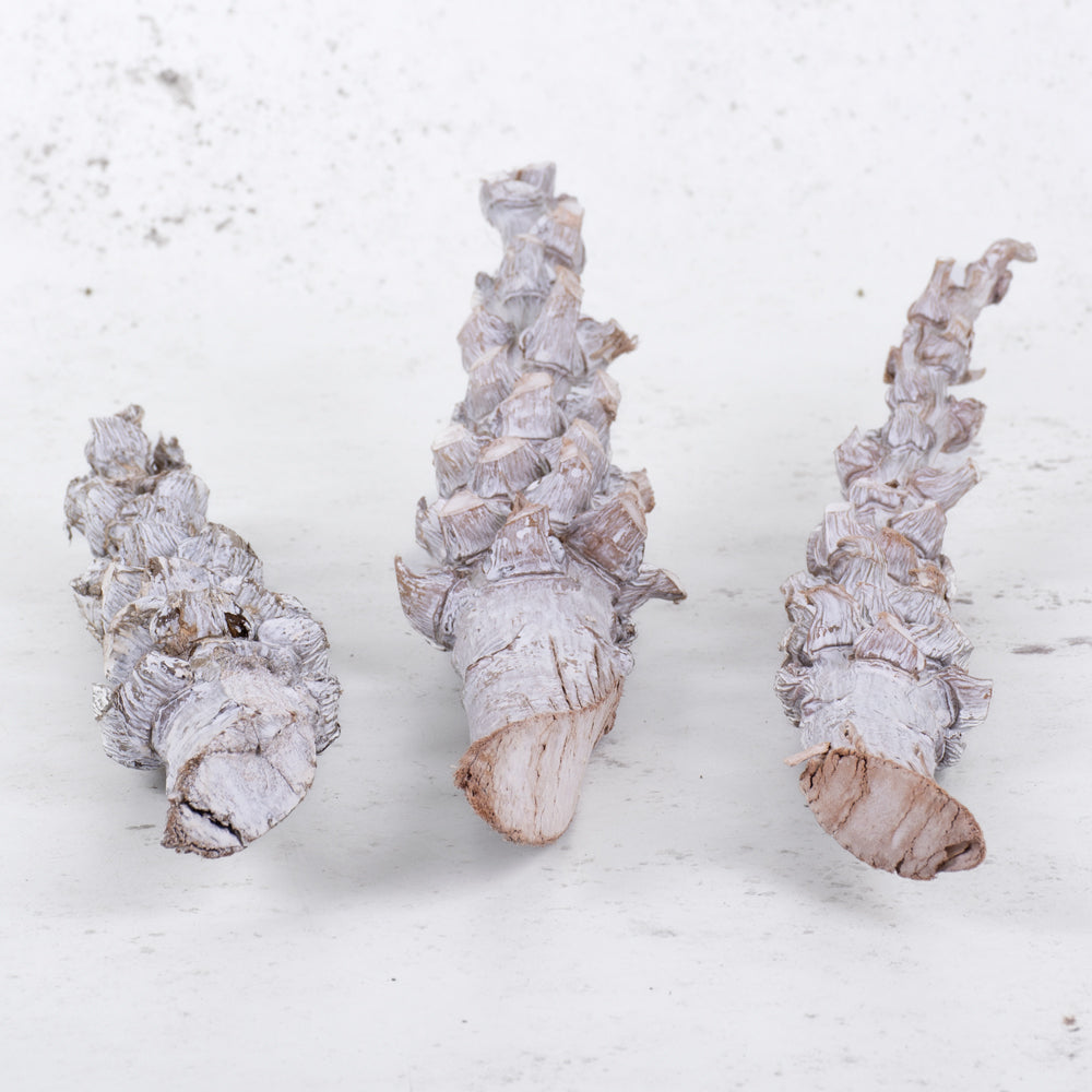 Cocoa Stem, Whitewashed, Bag x 3