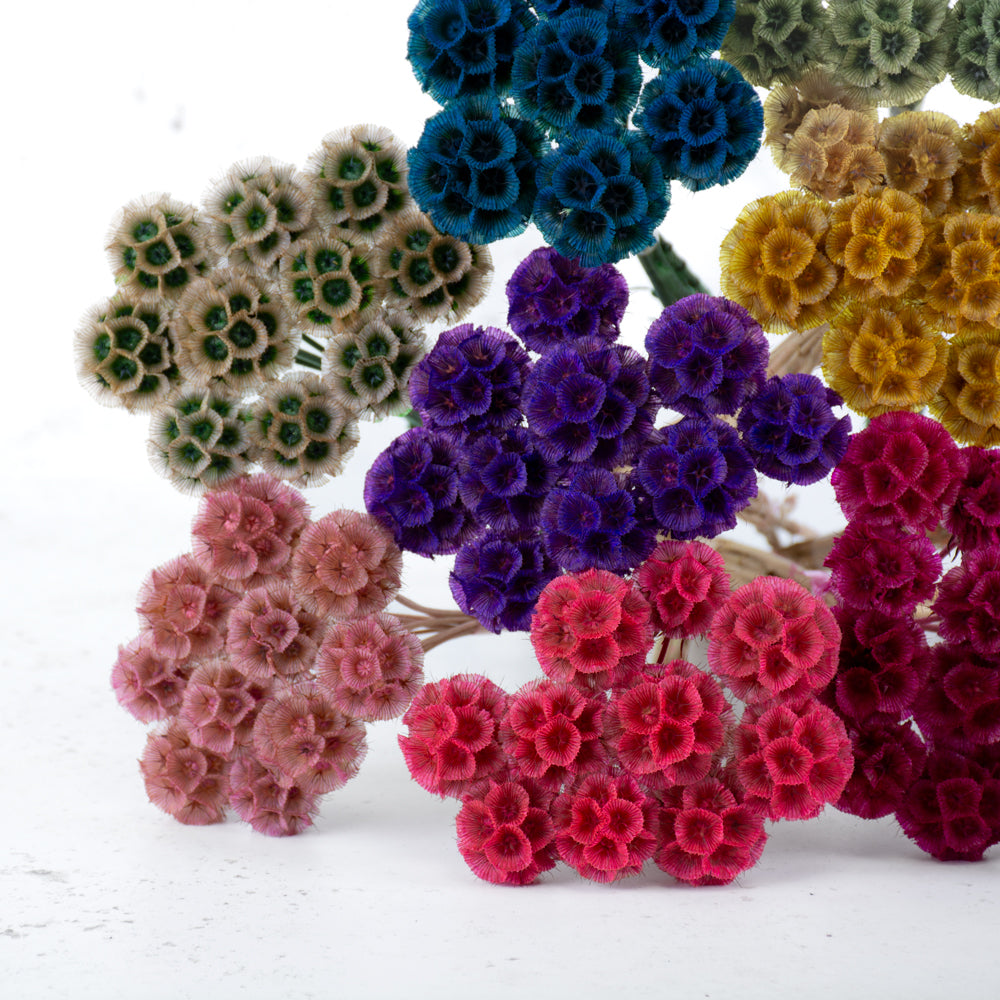 A group of scabious bunches in lots of different bright colours