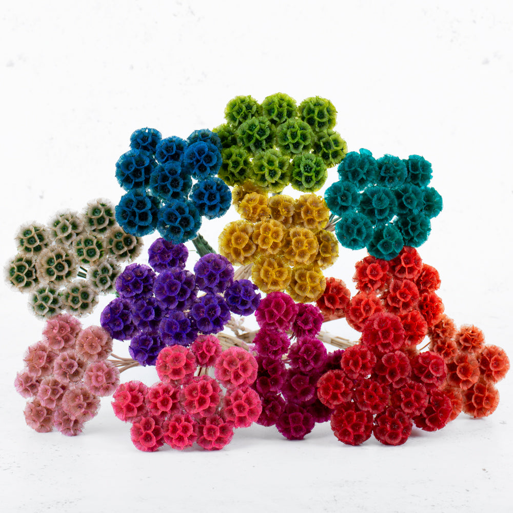 A group of scabious bunches in lots of different bright colours
