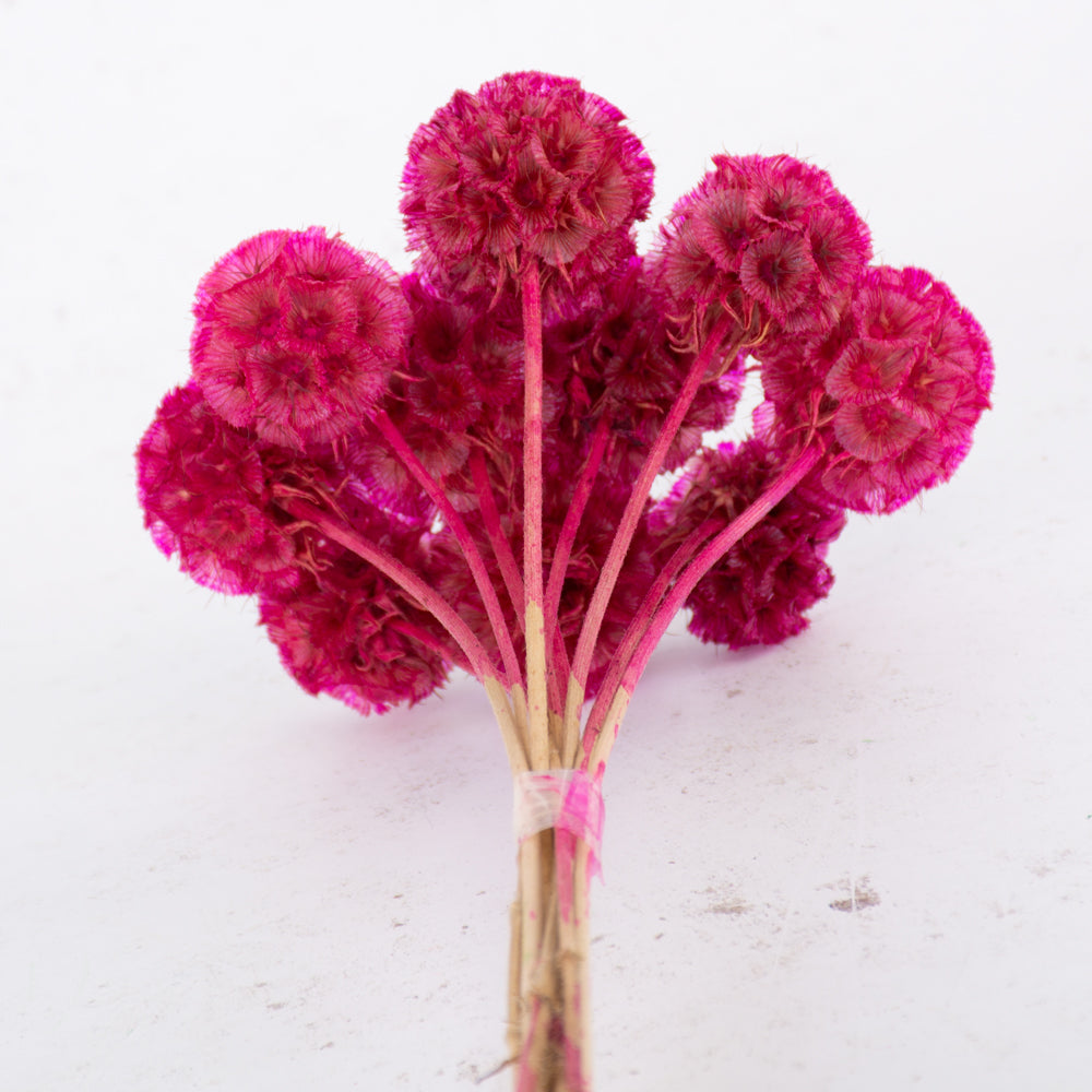 Drumstick Scabiosa, Preserved, Fuchsia, Bunch x 10 Stems