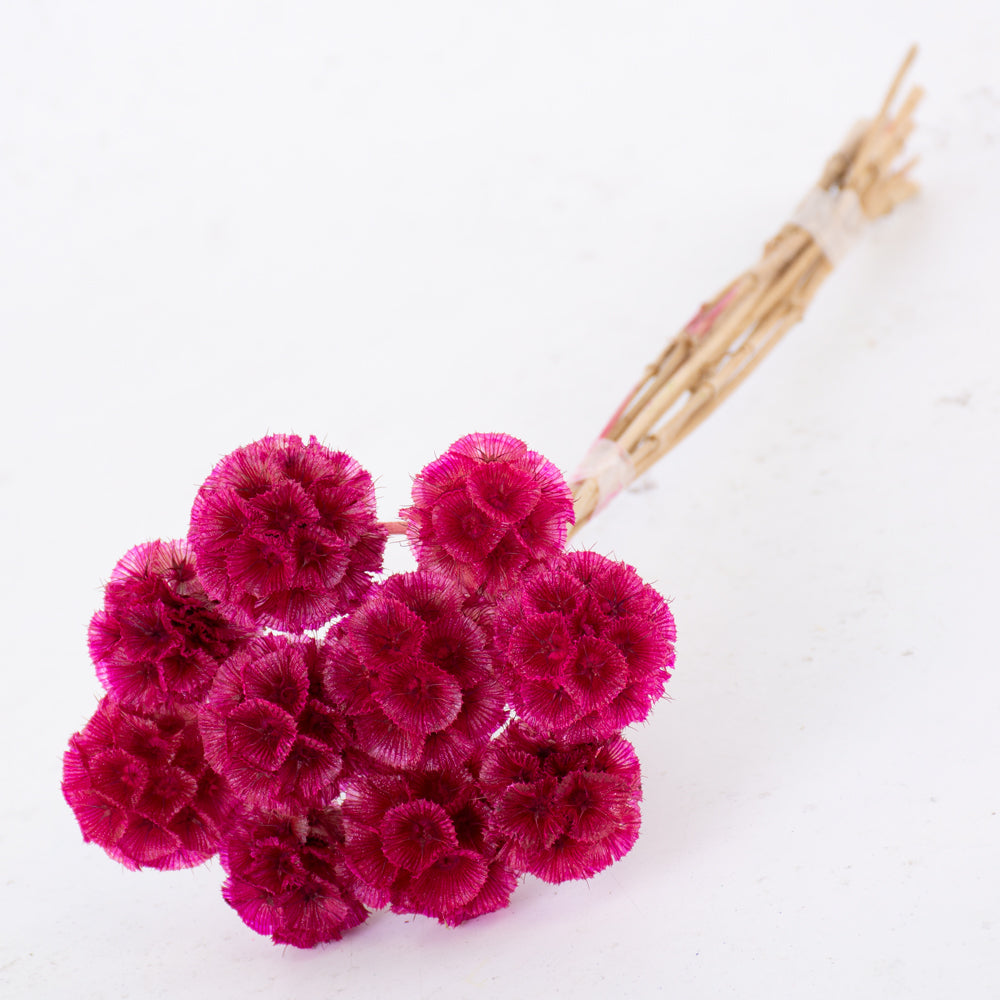 Drumstick Scabiosa, Preserved, Fuchsia, Bunch x 10 Stems
