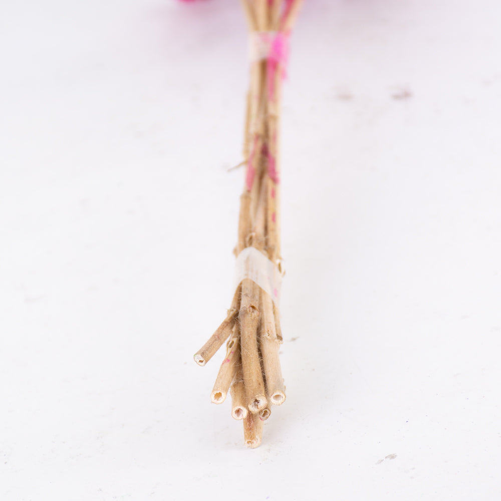Drumstick Scabiosa, Preserved, Fuchsia, Bunch x 10 Stems