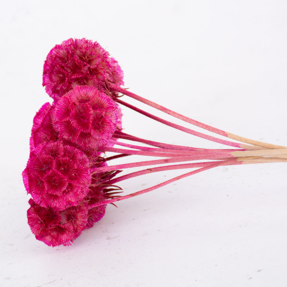 Drumstick Scabiosa, Preserved, Fuchsia, Bunch x 10 Stems