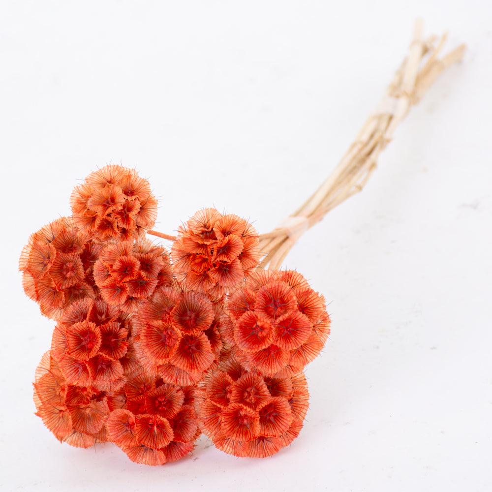 Drumstick Scabiosa, Preserved, Light Orange, Bunch x 10 Stems