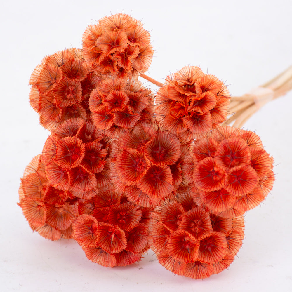 Drumstick Scabiosa, Preserved, Light Orange, Bunch x 10 Stems