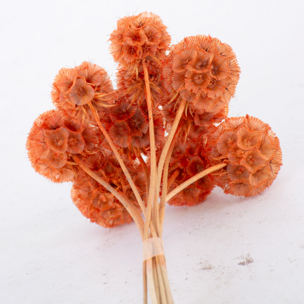 Drumstick Scabiosa, Preserved, Light Orange, Bunch x 10 Stems